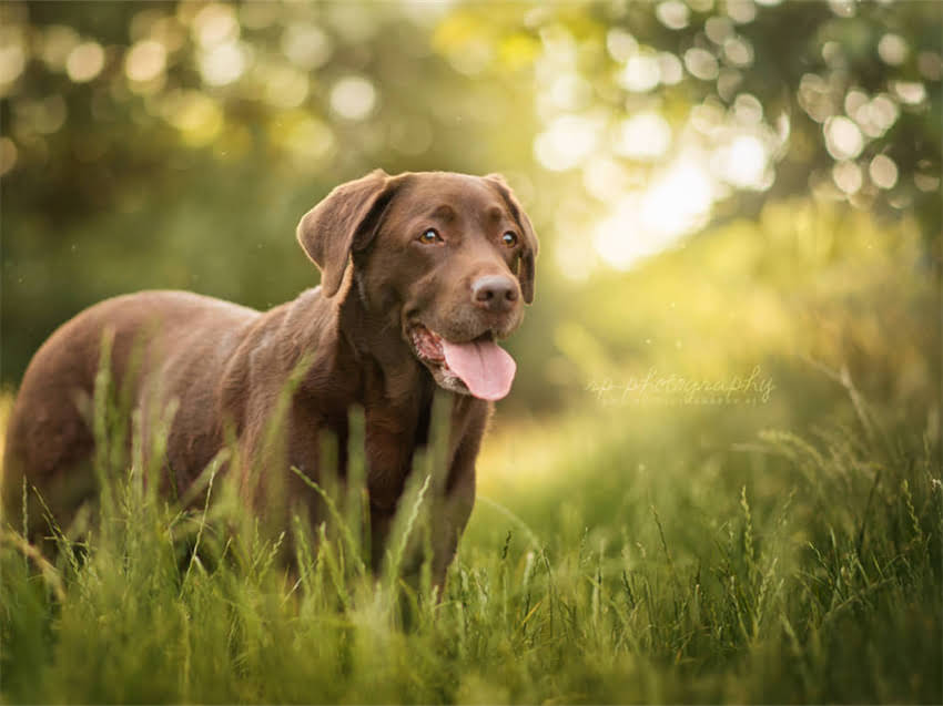 图片 快速识别狗狗品种：30种常见犬种特征对比与训练技巧（附图片指南）.jpg