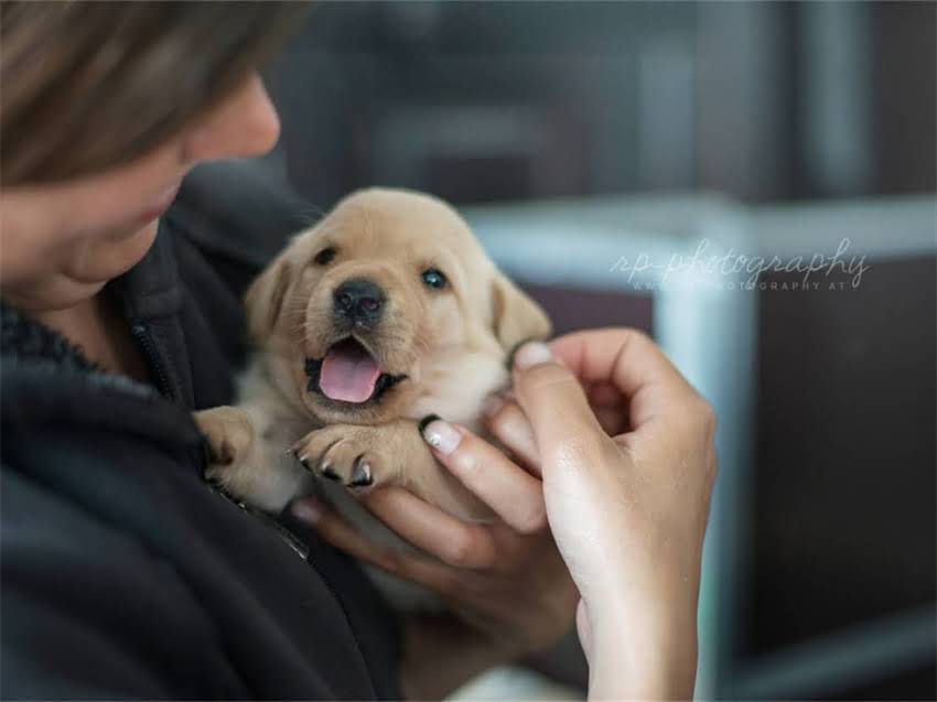 图片 怀孕期间养狗狗安全吗？医生详解5大注意事项及科学养护指南1.jpg