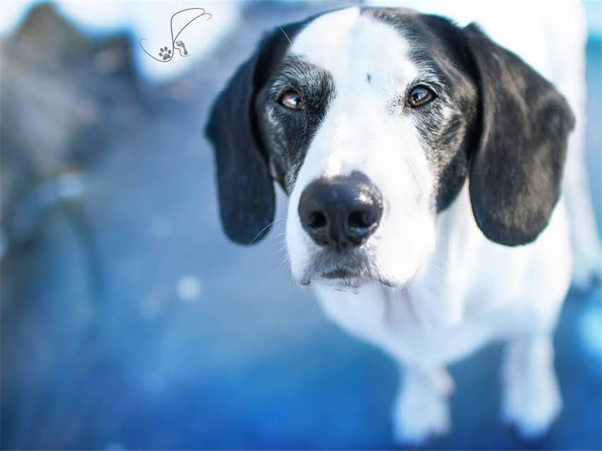 图片 怀孕母犬营养指南：如何科学选择狗粮？附孕期各阶段饮食方案及品牌推荐.jpg