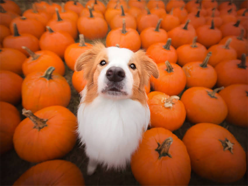 图片 急售纯种拉布拉多犬只健康转让，附疫苗本+血统证书，北京朝阳区.jpg