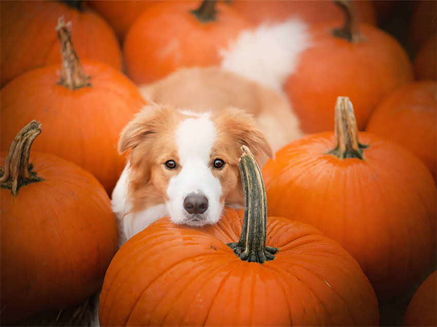 图片 急售纯种拉布拉多犬只健康转让，附疫苗本+血统证书，北京朝阳区1.jpg