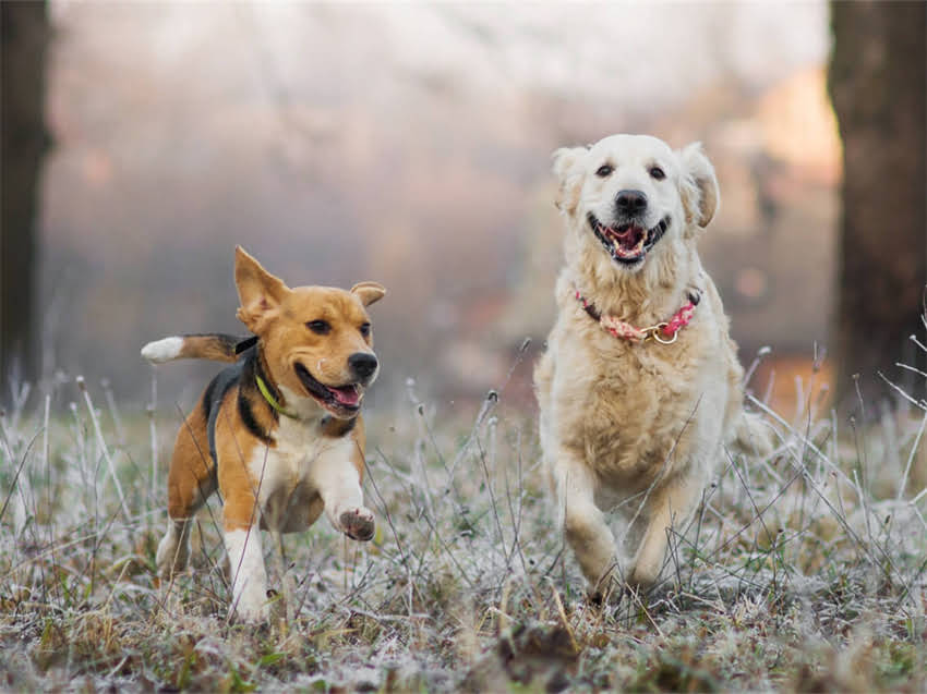 图片 急售纯种拉布拉多犬只健康转让，附疫苗本+血统证书，北京朝阳区2.jpg