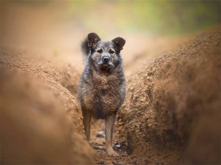 图片 急寻阿拉斯加寻回犬土门走失！主人悬赏5000元，望知情者速联！2.jpg