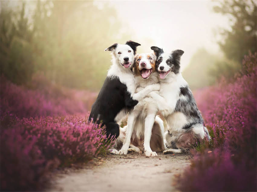 图片 性价比最高的幼犬狗粮推荐：科学喂养指南与选购技巧（附品牌清单）1.jpg