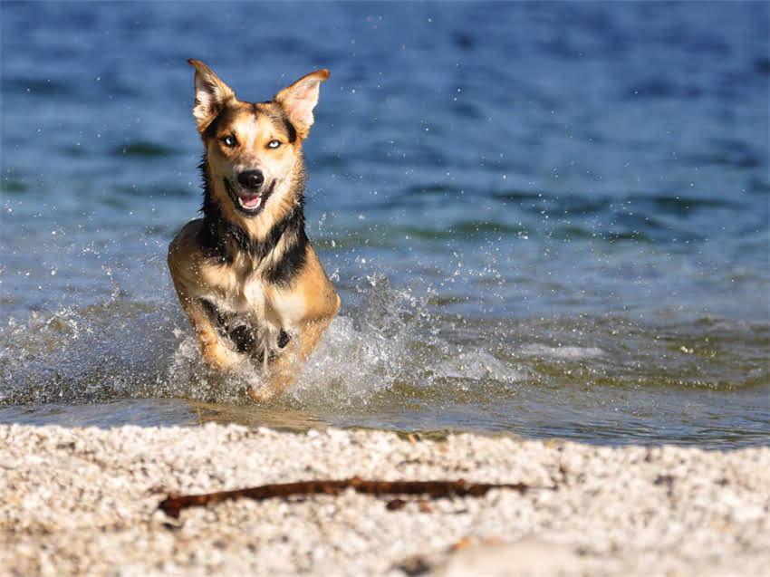 图片 性价比高的狗粮品牌推荐：如何挑选适合狗狗的平价优质粮？1.jpg
