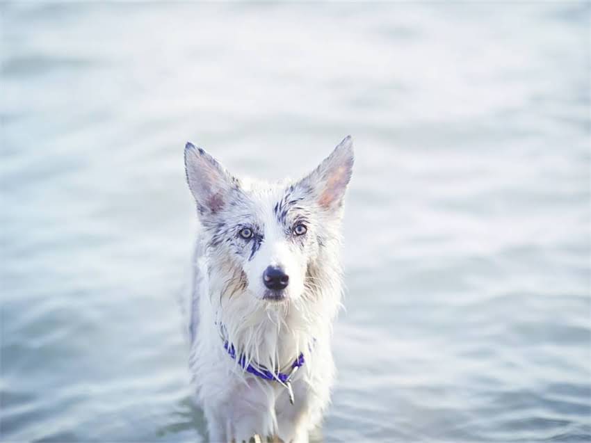 图片 性价比高的狗粮品牌推荐：如何挑选适合狗狗的平价优质粮？2.jpg