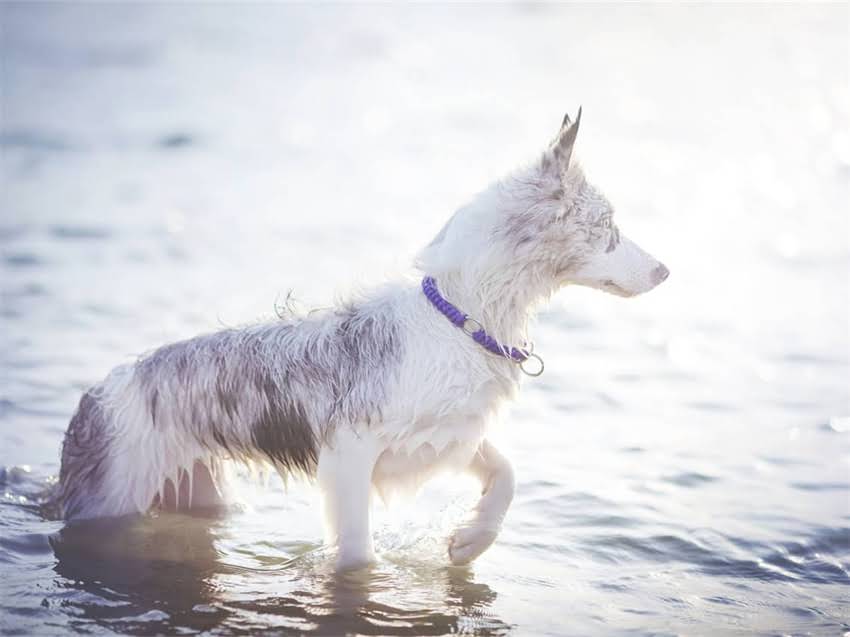 图片 恶霸犬专用狗粮选购指南：科学配比+营养，恶霸的高傲美食清单大公开！1.jpg