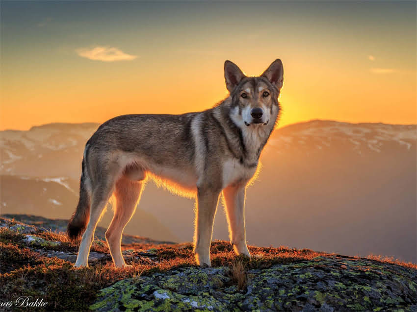 图片 意大利牧羊犬全攻略｜纯种特征+养护技巧+训练指南，新手必看！1.jpg