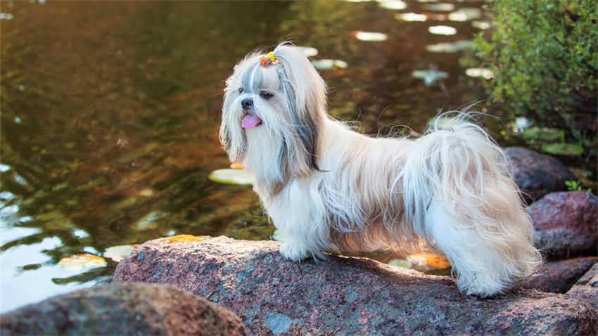 图片 成年吉娃娃价格及选购全：附详细饲养指南与避坑建议.jpg