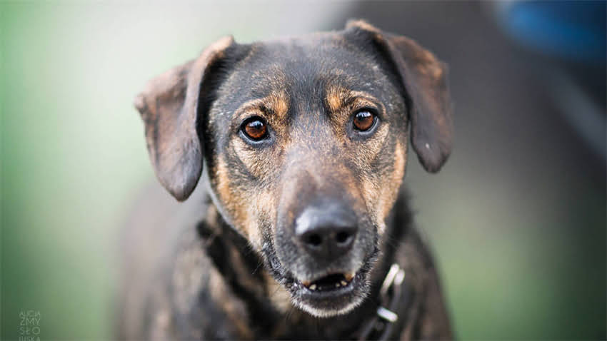 图片 成年吉娃娃领养全攻略：健康、心理与生活指南.jpg