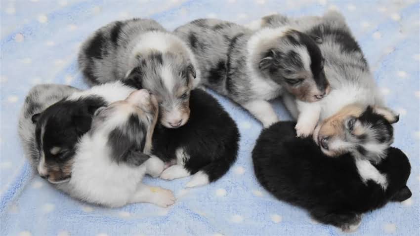 图片 成年吉娃娃领养全攻略：健康、心理与生活指南2.jpg