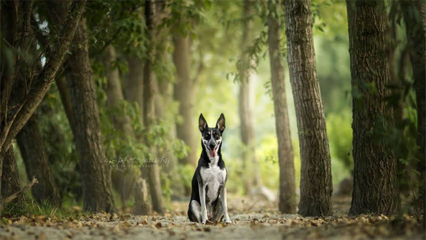 图片 成年哈士奇值钱吗？哈士奇价格行情+饲养成本+市场前景1.jpg