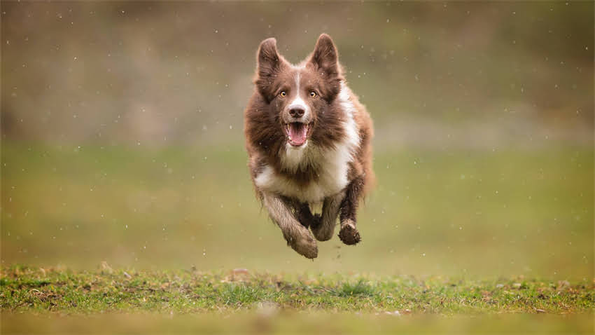 图片 成年哈士奇值钱吗？哈士奇价格行情+饲养成本+市场前景2.jpg