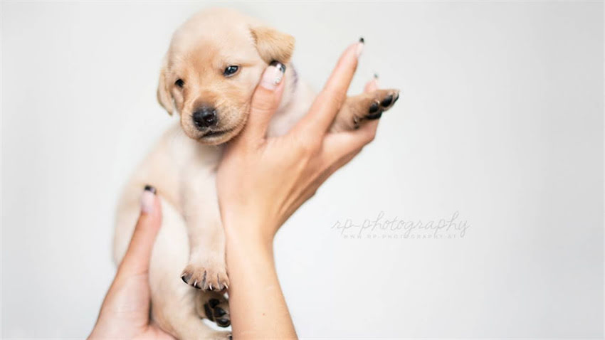 图片 成年哈士奇训练全攻略：纠正拆家、乱叫等7大难题的实操指南.jpg