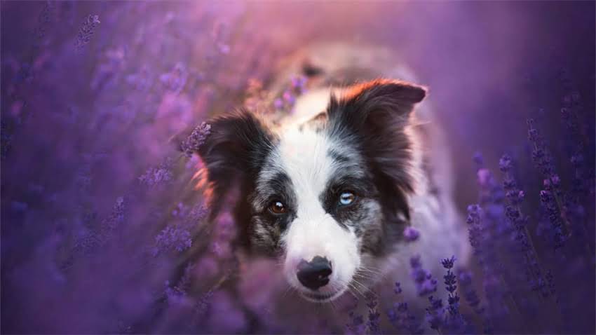 图片 成年巨型贵宾犬每日喂食量、营养配比与科学喂养全指南（附食谱）1.jpg