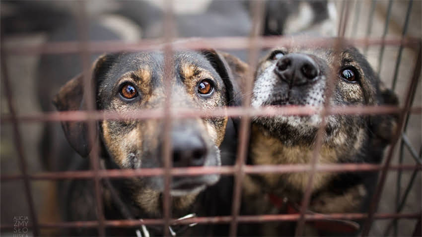 图片 成年巨型贵宾犬每日喂食量、营养配比与科学喂养全指南（附食谱）2.jpg