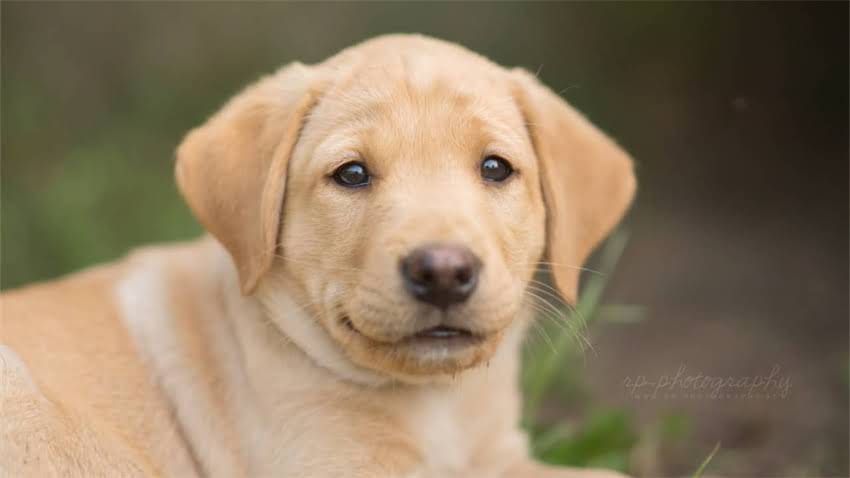 图片 成年德国牧羊犬食量下降的常见原因与科学应对指南.jpg