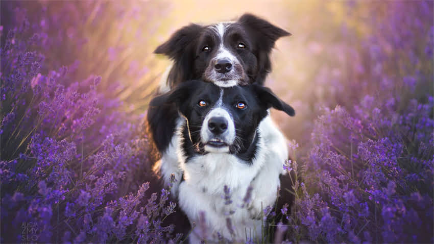 图片 成年柯基犬体型全：标准体长测量方法与比例特征（附养护指南）.jpg