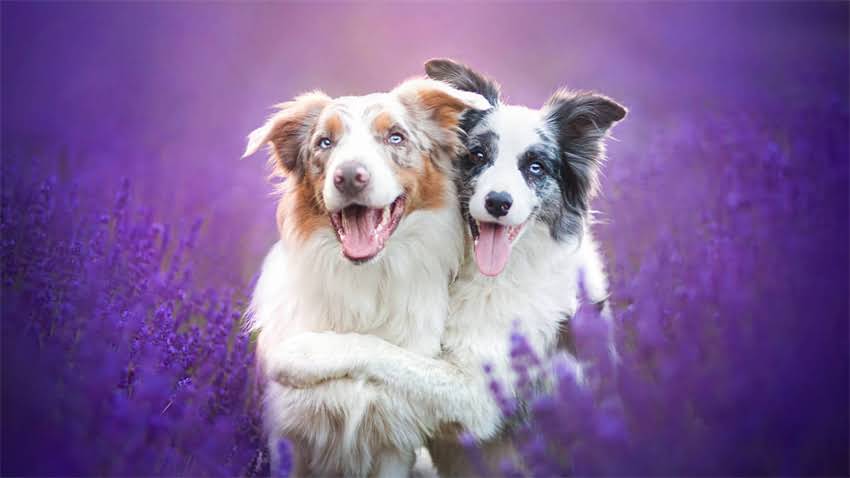 图片 成年柯基犬体型全：标准体长测量方法与比例特征（附养护指南）1.jpg