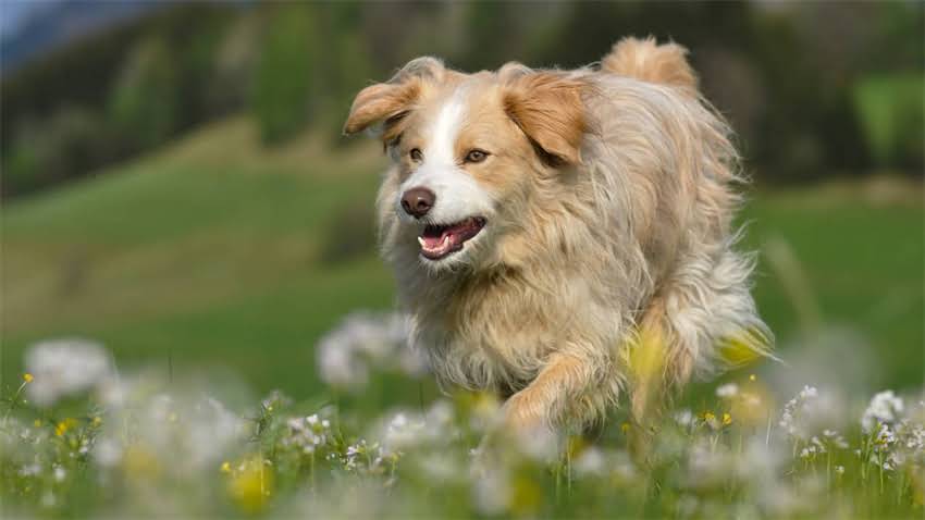 图片 成年柯基犬体型全：标准体长测量方法与比例特征（附养护指南）2.jpg