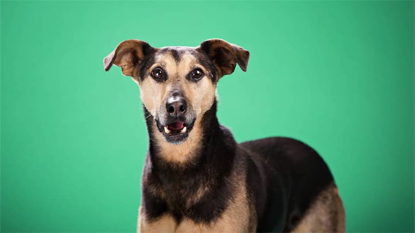 图片 成年柯基犬驱虫次数与科学方案：最新指南与注意事项.jpg