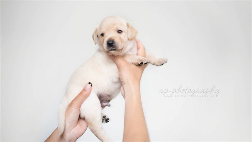 图片 成年比熊犬每日排便次数：科学饲养指南与异常情况应对.jpg