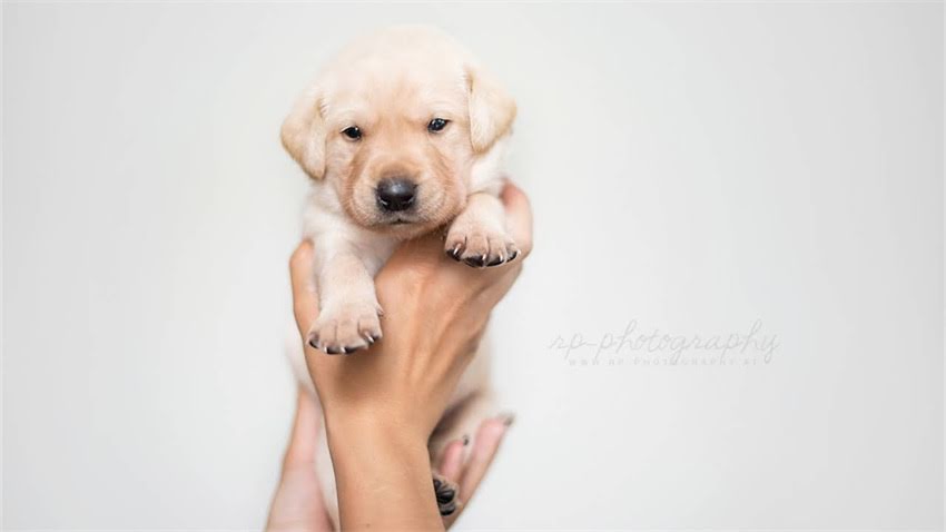 图片 成年泰迪犬体重标准是多少？科学饲养指南与健康管理全.jpg