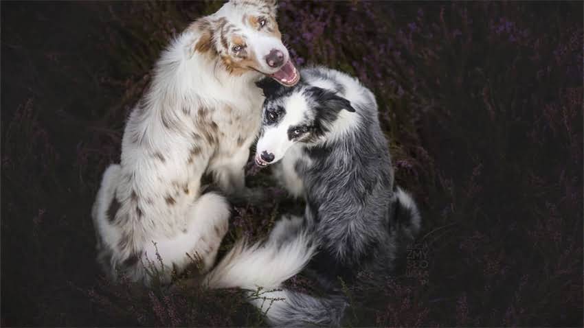 图片 成年犬加强疫苗全攻略：时间、注意事项及疫苗选择指南.jpg