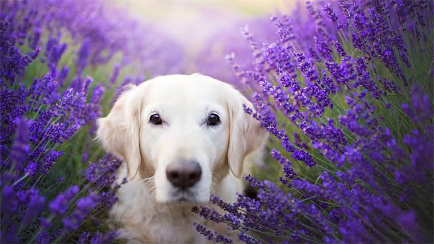 图片 成年犬加强疫苗全攻略：时间、注意事项及疫苗选择指南2.jpg