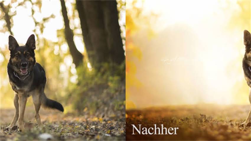 图片 成年犬行为矫正与训练指南：科学方法提升服从性及社交能力（附120天训练计划）1.jpg