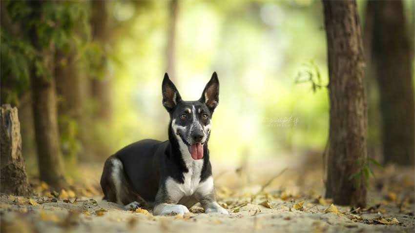 图片 成年猫粮每日喂食量科学指南：3步确定喂食量，避免肥胖与营养不良.jpg