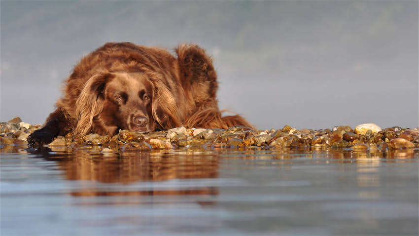 图片 成年猫粮每日喂食量科学指南：3步确定喂食量，避免肥胖与营养不良1.jpg
