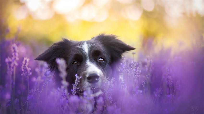 图片 成年贵宾犬能养吗？优缺点全+科学饲养指南（附选购技巧）1.jpg