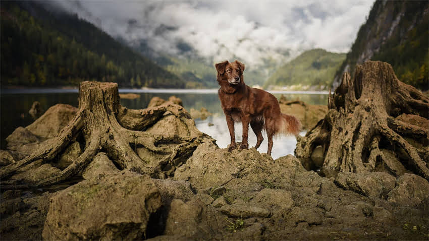 图片 成年贵宾犬能养吗？优缺点全+科学饲养指南（附选购技巧）2.jpg
