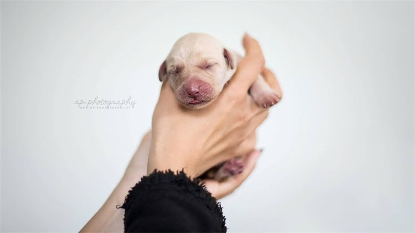 图片 成年边境牧羊犬转让温州瓯海区健康已绝育2岁母犬8000-10000元急售（附疫苗接种记录）1.jpg