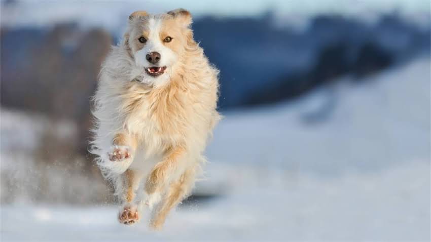 图片 成年边境牧羊犬转让温州瓯海区健康已绝育2岁母犬8000-10000元急售（附疫苗接种记录）2.jpg