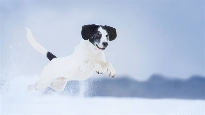 图片 成年阿拉斯加犬体长体重标准是多少？附饲养指南与常见问题解答1.jpg