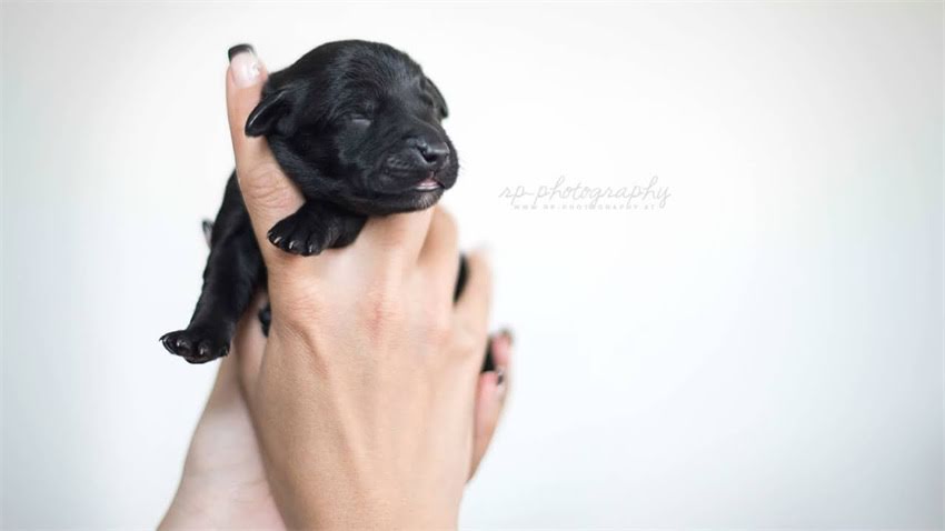 图片 成年阿拉斯加犬体长体重标准是多少？附饲养指南与常见问题解答2.jpg