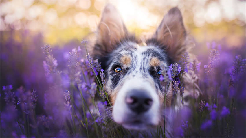 图片 成年雪纳瑞吐粘液怎么办？5大病因与家庭护理指南.jpg