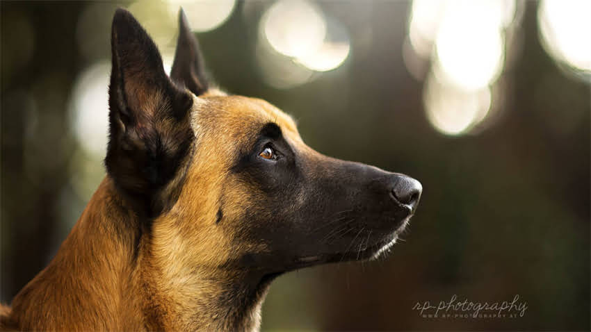 图片 成年雪纳瑞吐粘液怎么办？5大病因与家庭护理指南2.jpg