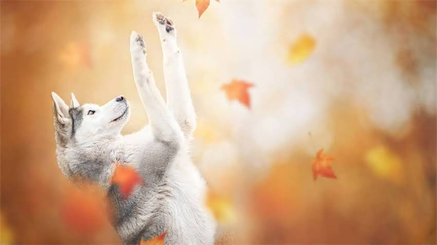 图片 成年龙猫每日喂食量科学指南：营养配比与饲养误区全1.jpg