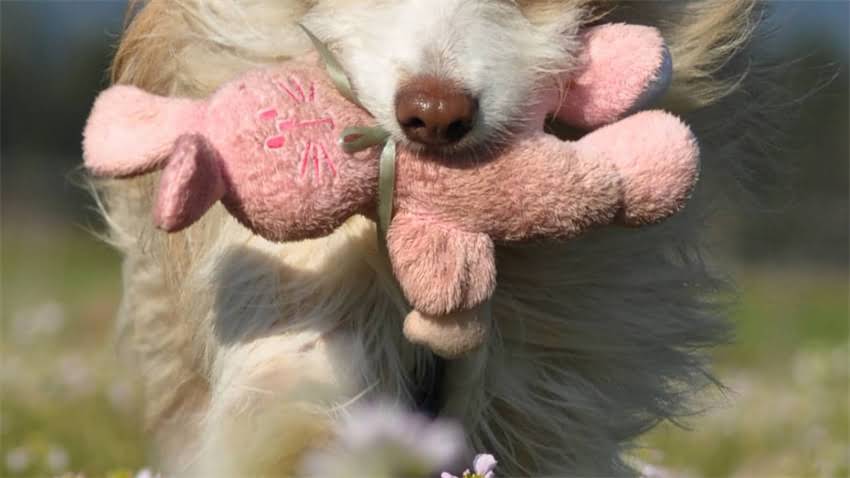 图片 成年龙猫每日喂食量科学指南：营养配比与饲养误区全2.jpg