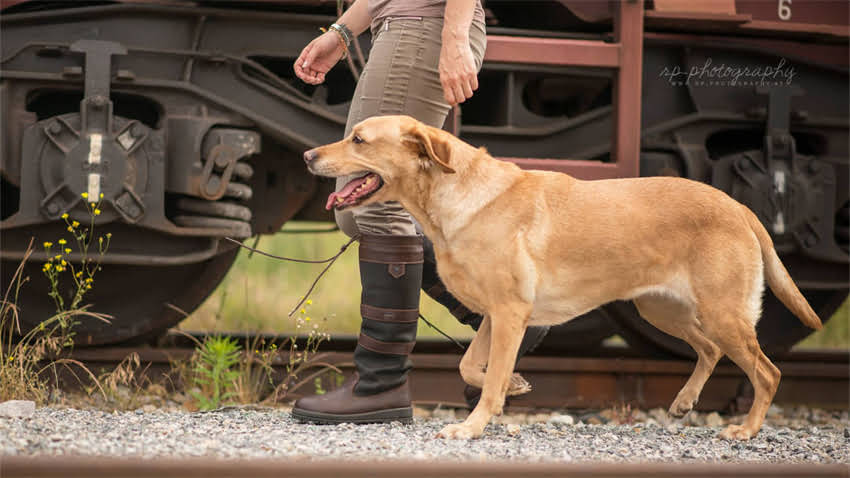 图片 成犬和幼犬狗粮如何科学选择？成犬狗粮vs幼犬狗粮营养配比全.jpg