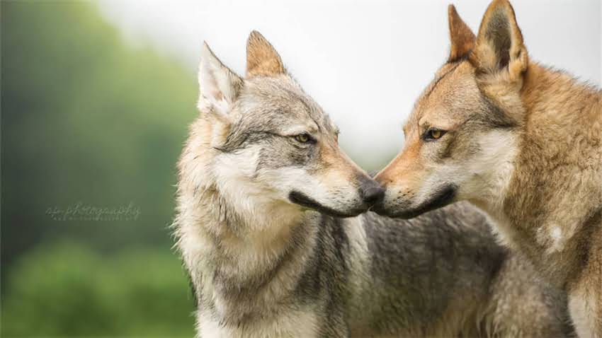 图片 成犬必打哪些疫苗？最新指南：5种核心疫苗+3大注意事项1.jpg