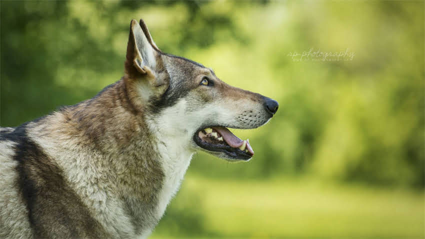 图片 成犬必打哪些疫苗？最新指南：5种核心疫苗+3大注意事项2.jpg