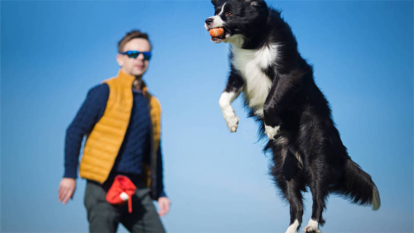 图片 成犬泰迪狗粮推荐排行榜TOP10：科学喂养指南及选购技巧.jpg