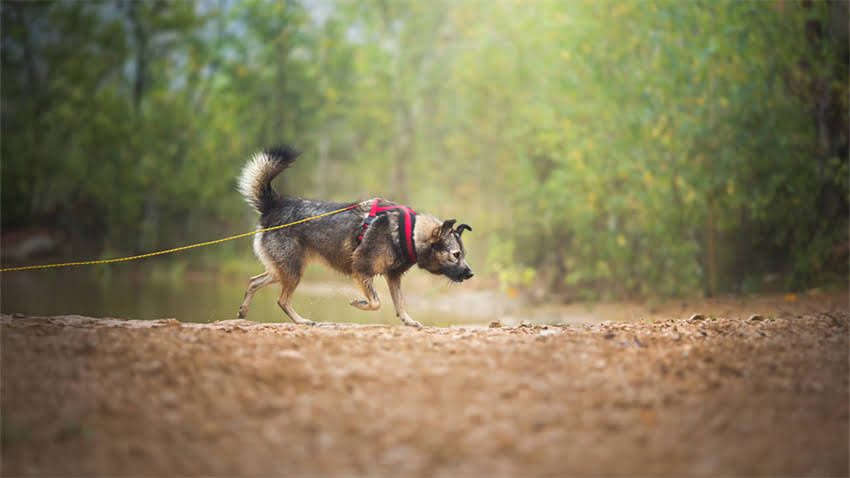 图片 成都吉娃娃多少钱一只？最新价目表+避坑指南（附购买攻略）1.jpg