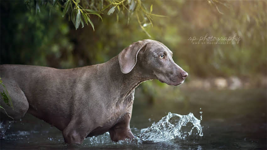 图片 成都吉娃娃多少钱一只？最新价目表+避坑指南（附购买攻略）2.jpg