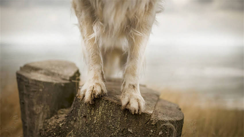 图片 成都吉娃娃犬购买权威指南：正规犬舍推荐+饲养避坑全攻略1.jpg