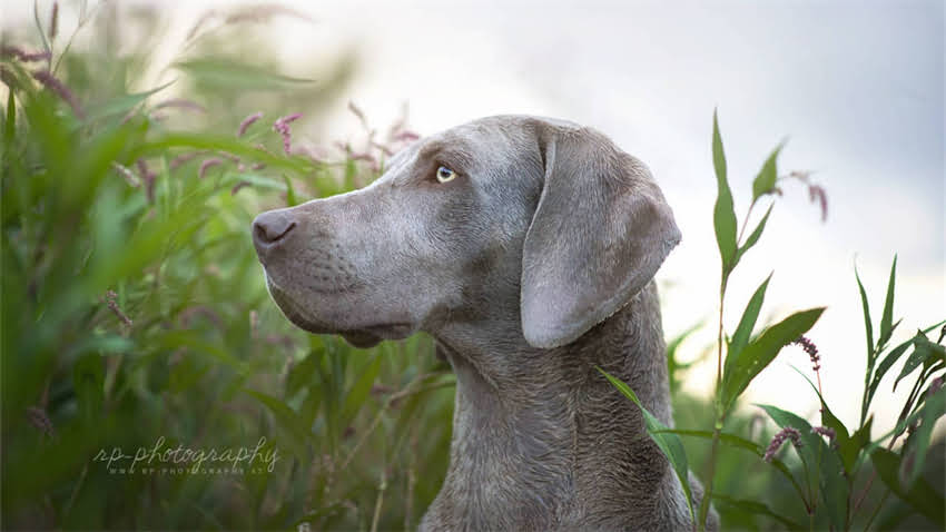 图片 成都吉娃娃犬购买权威指南：正规犬舍推荐+饲养避坑全攻略2.jpg